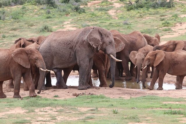 Addo Elephant National Park Half-Day Safari - Photo 1 of 10